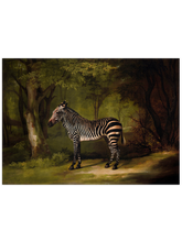 Vintage Zebra - Art Print